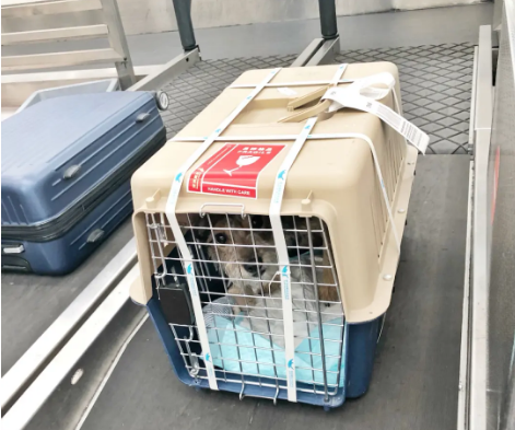 哈密宠物托运 宠物托运公司 机场宠物托运 宠物空运